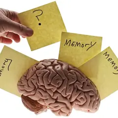 Un cerebro rodeado de notas amarillas con la palabra "Memoria" y un signo de interrogación, ilustrando el procesamiento cognitivo y la memoria.