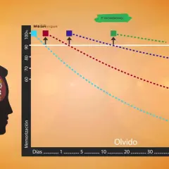 Gráfico muestra cómo se olvida lo aprendido. Un cerebro con engranajes y un reloj, ilustran la dificultad de retener información, porque estudio y no se me queda nada.