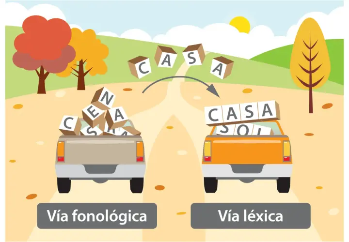 Dos camionetas, una con fichas para aprender a escribir desordenadas y otra con palabras formadas, ilustran las vías fonológica y léxica.