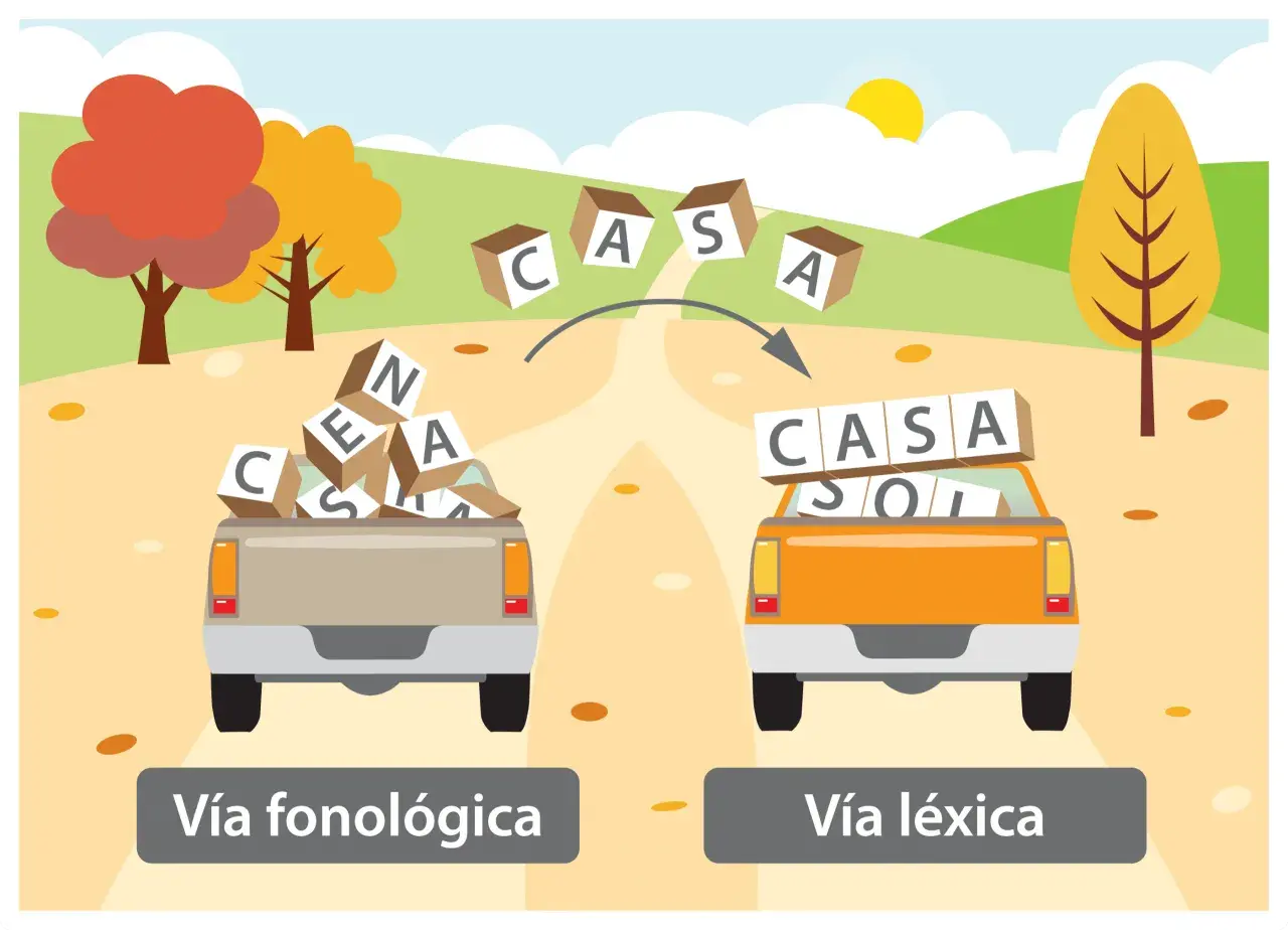 Dos camionetas, una con fichas para aprender a escribir desordenadas y otra con palabras formadas, ilustran las vías fonológica y léxica.