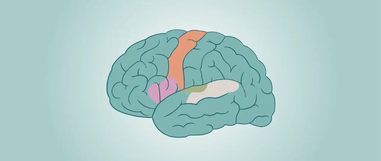 Cerebro con áreas coloreadas, ilustrando la memoria asociativa y sus ejemplos.